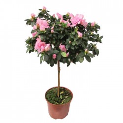 Azalea