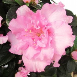 Azalea