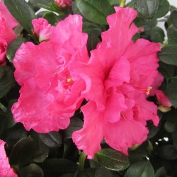 Azalea