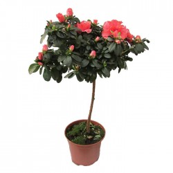 Azalea