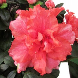 Azalea