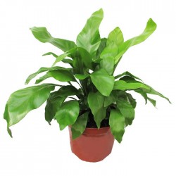 Helecho Asplenium Nidus