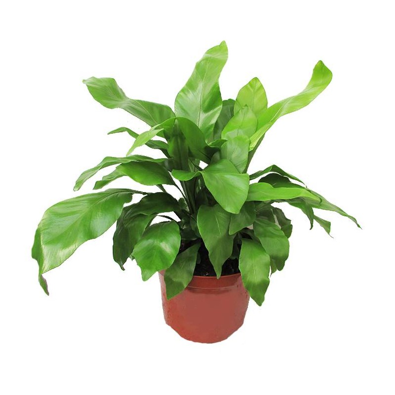 Helecho Asplenium Nidus