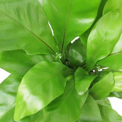 Helecho Asplenium Nidus