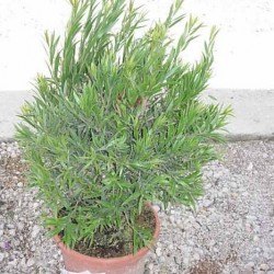CALLISTEMON MASOTI