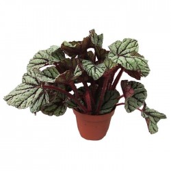 Begonia Rex