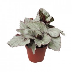 Begonia Rex