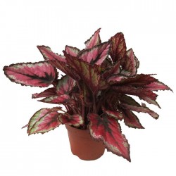 Begonia Rex
