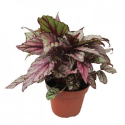 Begonia Rex