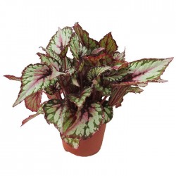 Begonia Rex