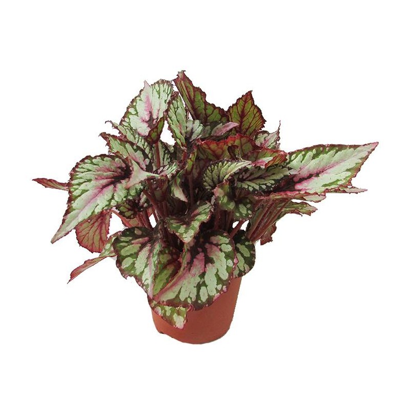 Begonia Rex