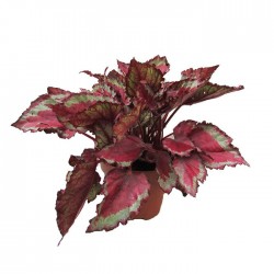 Begonia Rex