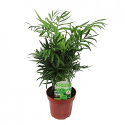 Chamaedorea elegans