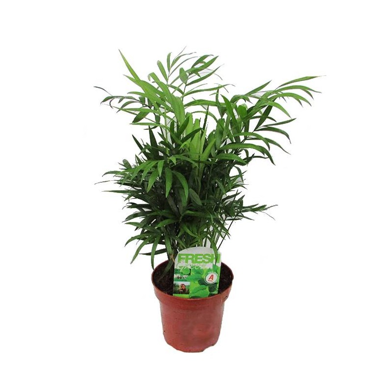 Chamaedorea elegans