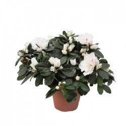 Azalea