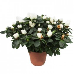 Azalea