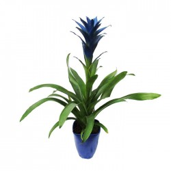Guzmania azul con maceta