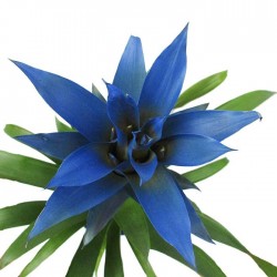 Guzmania azul con maceta