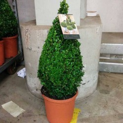 BOJ SEMPERVIRENS