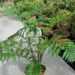 CYATHEA COOPERI