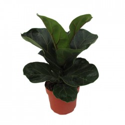 Ficus Lyrata