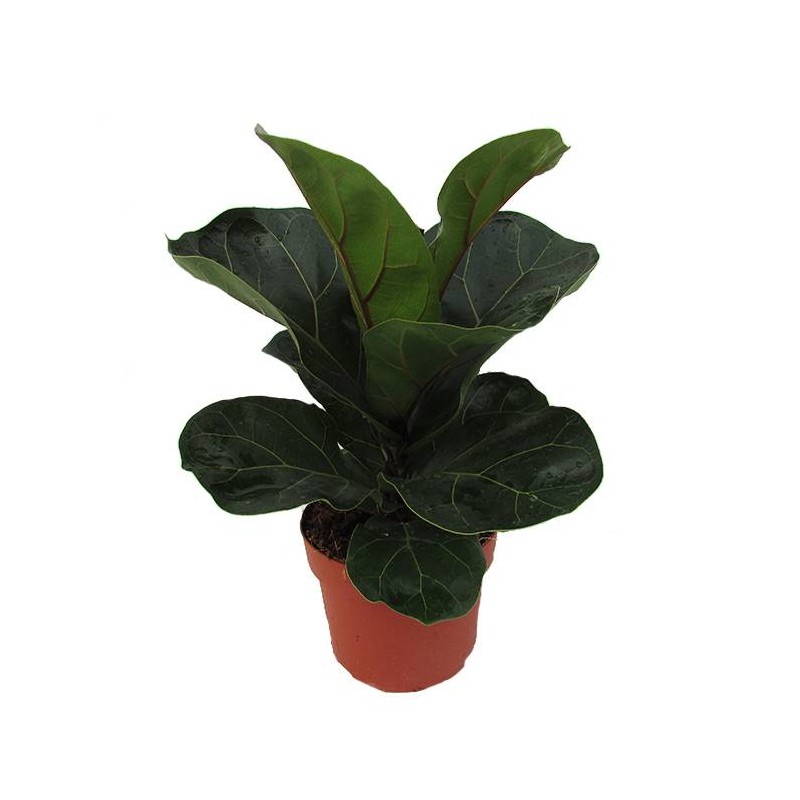 Ficus Lyrata