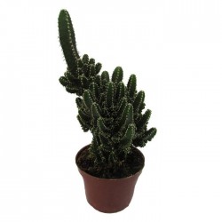 Cereus peruvianus monstruosus