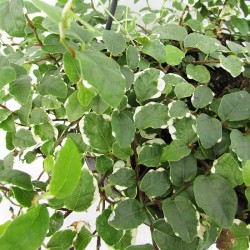 FICUS SUNNY