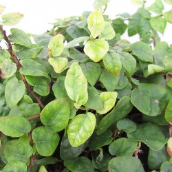 FICUS SUNNY