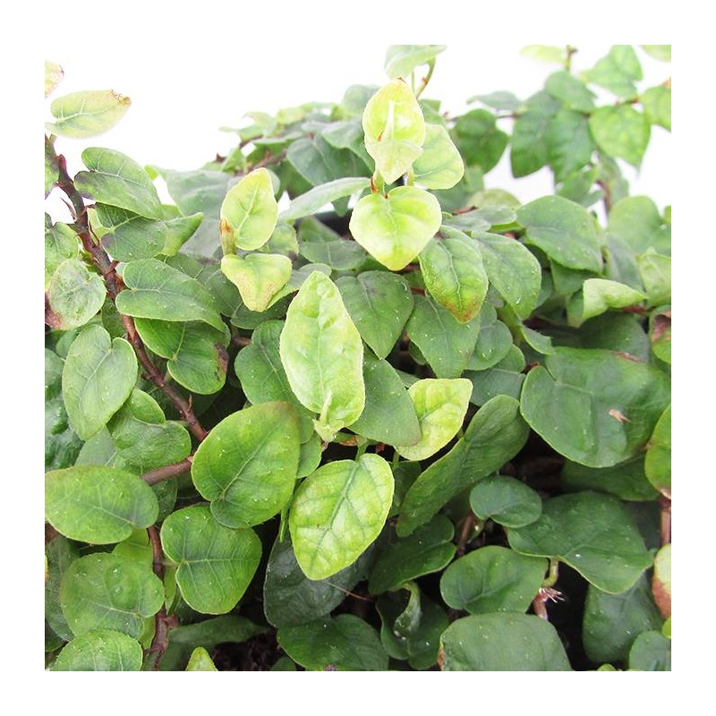 FICUS SUNNY