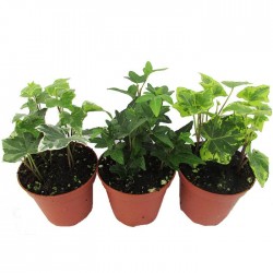 Hedera variada