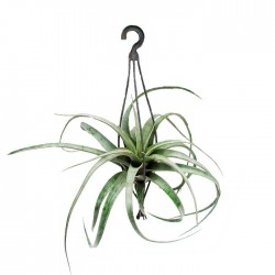 Tillandsia Xerographica