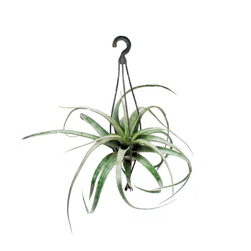 Tillandsia Xerographica