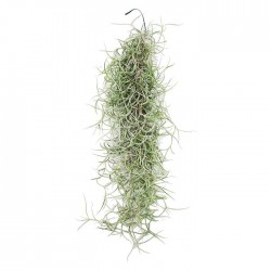 Tillandsia usneoides
