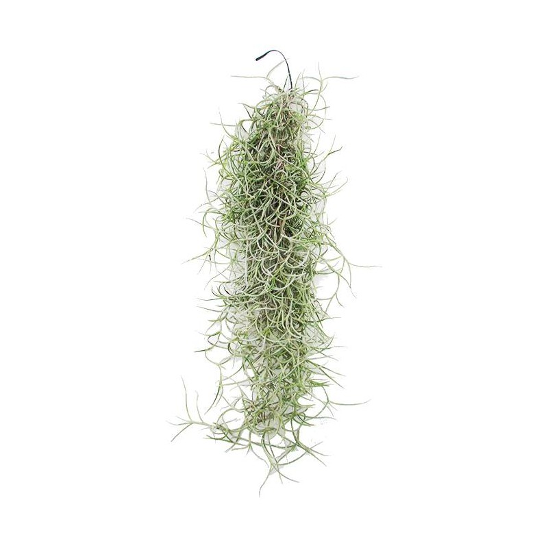 Tillandsia usneoides
