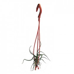Tillandsia bulbosa