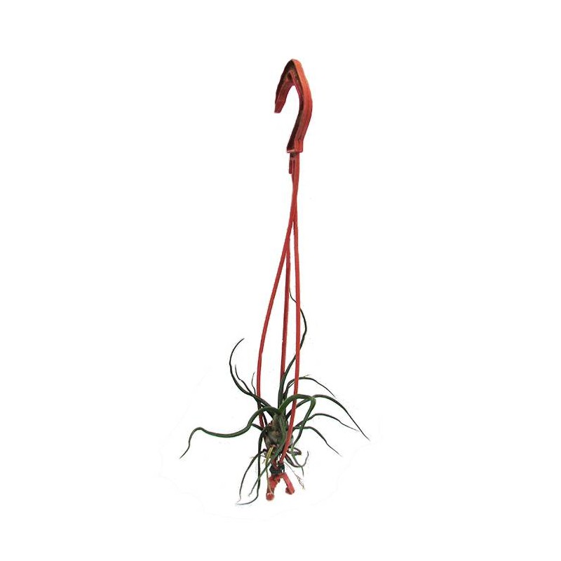 Tillandsia bulbosa