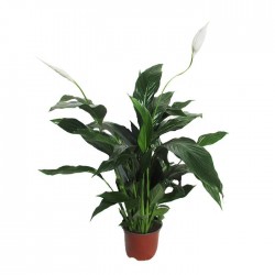 Spathiphyllum sweet