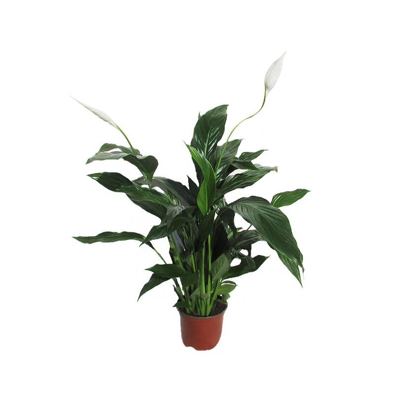 Spathiphyllum sweet