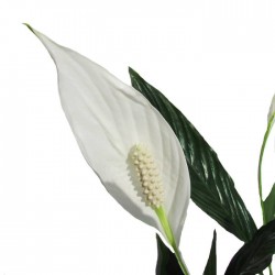 Spathiphyllum sweet