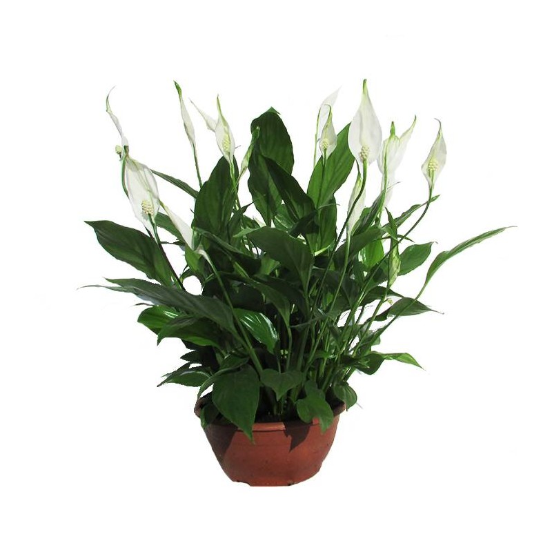 Spathiphyllum chopin