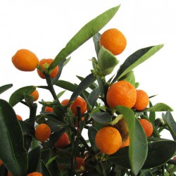 Bonsái citrus yuzu