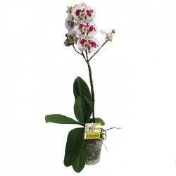 Orquidea phalaenopsis