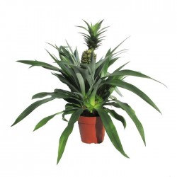 Ananas champaca