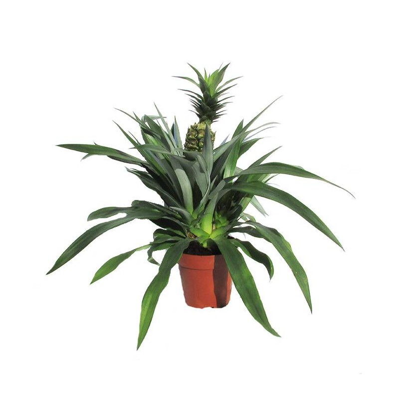 Ananas champaca