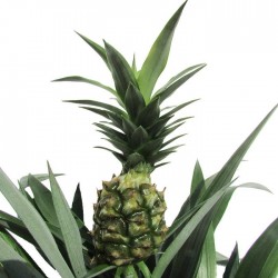 Ananas champaca