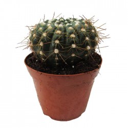 Cactus notocactus vebelmannianus