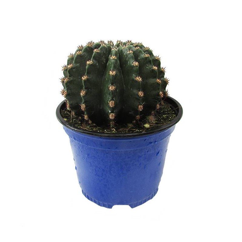 Cactus Echinopsis Sp.