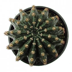 Cactus Echinopsis Sp.