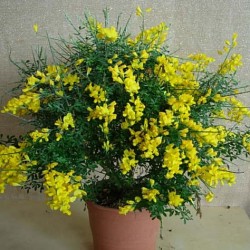 CYTISUS MADERENSIS